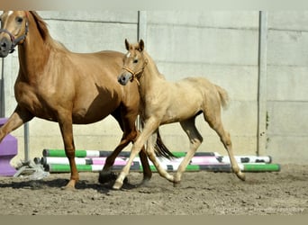 Mezzosangue Polacco, Giumenta, Puledri (05/2024), 168 cm, Palomino