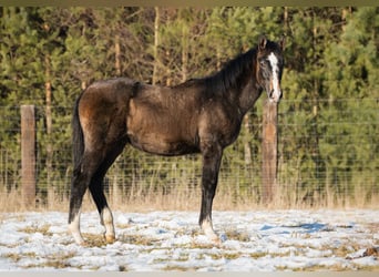 Mezzosangue Polacco, Stallone, 1 Anno, 160 cm, Grigio