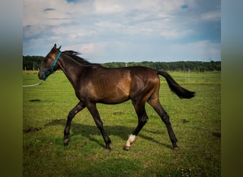 Mezzosangue Polacco, Stallone, 1 Anno, 165 cm, Baio scuro