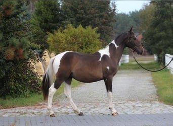 Mezzosangue Polacco, Stallone, 1 Anno, 165 cm, Pezzato