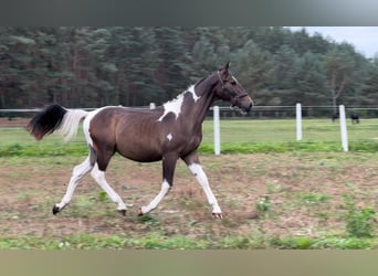 Mezzosangue Polacco, Stallone, 1 Anno, 165 cm, Pezzato