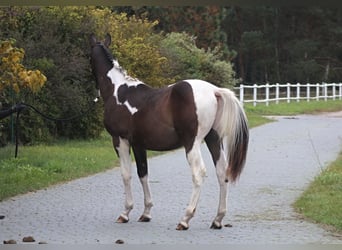 Mezzosangue Polacco, Stallone, 1 Anno, 165 cm, Pezzato