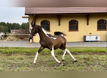 Mezzosangue Polacco, Stallone, 1 Anno, 165 cm, Pezzato