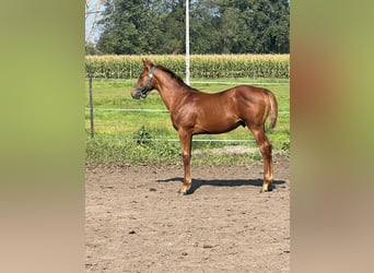 Mezzosangue Polacco, Stallone, 1 Anno, 175 cm, Sauro scuro