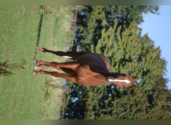 Mezzosangue Polacco, Stallone, 2 Anni, 162 cm, Sauro