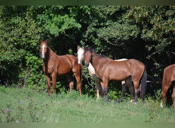 Mezzosangue Polacco, Stallone, 2 Anni, 162 cm, Sauro