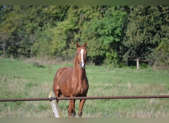Mezzosangue Polacco, Stallone, 2 Anni, 162 cm, Sauro