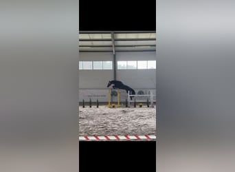 Mezzosangue Polacco, Stallone, 2 Anni, 163 cm, Baio ciliegia