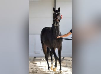 Mezzosangue Polacco, Stallone, 2 Anni, 163 cm, Baio ciliegia