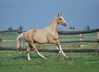 Mezzosangue Polacco, Stallone, 2 Anni, 165 cm, Palomino