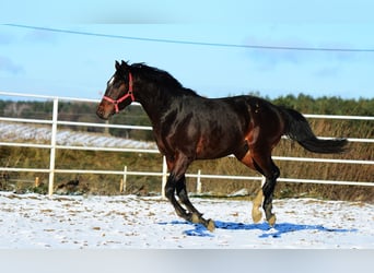 Mezzosangue Polacco, Stallone, 2 Anni, 168 cm, Baio ciliegia