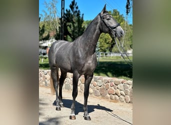 Mezzosangue Polacco, Stallone, 2 Anni, 170 cm, Grigio