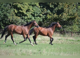 Mezzosangue Polacco, Stallone, 3 Anni, 164 cm, Baio