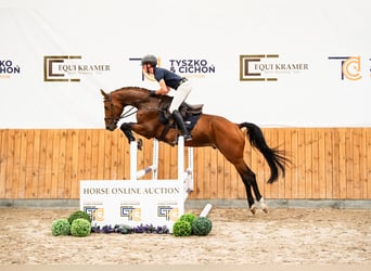 Mezzosangue Polacco, Stallone, 4 Anni, 164 cm, Baio