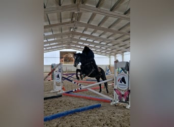 Mezzosangue Polacco, Stallone, 4 Anni, 165 cm, Baio scuro