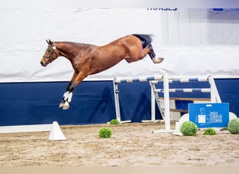 Mezzosangue Polacco, Stallone, 5 Anni, 170 cm, Baio ciliegia