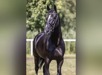 Mezzosangue Polacco, Stallone, 8 Anni, 167 cm, Morello