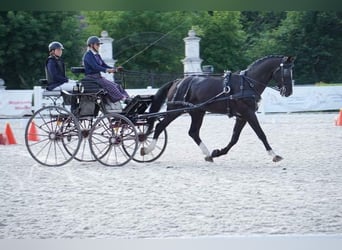 Mezzosangue Polacco, Stallone, 9 Anni, 167 cm, Morello