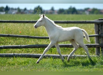 Mezzosangue Polacco, Stallone, , 165 cm, Cremello