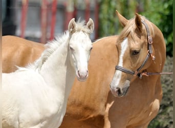 Mezzosangue Polacco, Stallone, , 165 cm, Cremello