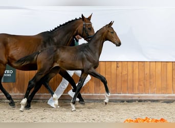 Mezzosangue Polacco, Stallone, Puledri (03/2025)
