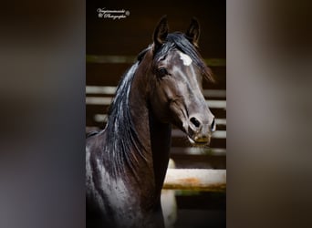 Shagya Arabian, Stallion, 18 years, 15.2 hh, Black
