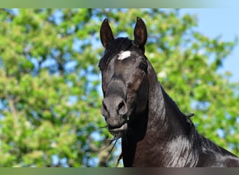 Shagya Arabian, Stallion, 18 years, 15.2 hh, Black