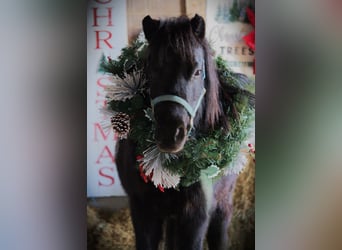 Mingrelian, Merrie, 10 Jaar, 84 cm, Gevlekt-paard