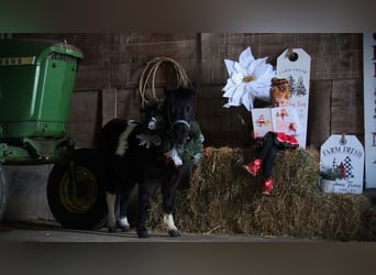 Mingrelian, Merrie, 10 Jaar, 84 cm