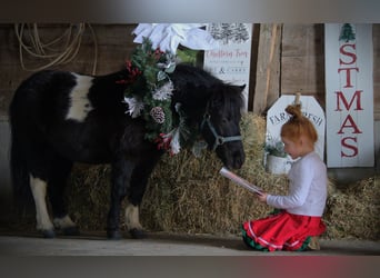 Mingrelian, Merrie, 10 Jaar, 84 cm