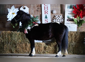 Mingrelian, Merrie, 10 Jaar, 84 cm