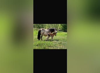 Mini Kuc Szetlandzki, Klacz, 11 lat, 84 cm, Jelenia