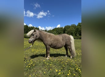 Mini Kuc Szetlandzki, Klacz, 12 lat, Izabelowata