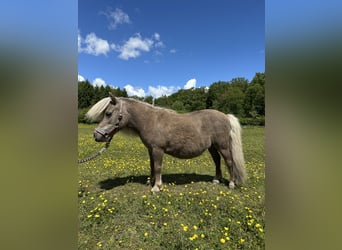 Mini Kuc Szetlandzki, Klacz, 15 lat, Izabelowata