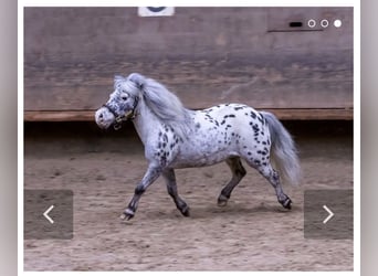 Mini Kuc Szetlandzki, Klacz, 17 lat, 78 cm, Tarantowata