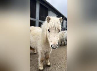 Mini Kuc Szetlandzki, Klacz, 3 lat, 78 cm, Izabelowata