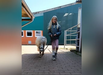 Mini Kuc Szetlandzki, Klacz, 3 lat, 78 cm, Izabelowata