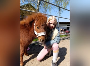 Mini Kuc Szetlandzki, Klacz, 3 lat, 78 cm, Izabelowata
