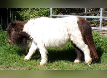 Mini Kuc Szetlandzki, Klacz, 5 lat, 74 cm, Srokata