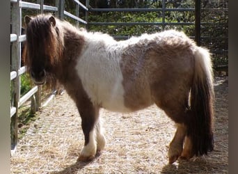 Mini Kuc Szetlandzki, Klacz, 5 lat, 74 cm, Srokata