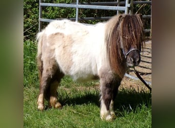 Mini Kuc Szetlandzki, Klacz, 5 lat, 74 cm, Srokata