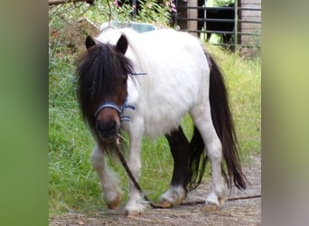 Mini Kuc Szetlandzki, Klacz, 5 lat, 74 cm, Srokata