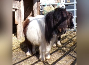 Mini Kuc Szetlandzki, Klacz, 6 lat, 74 cm, Srokata