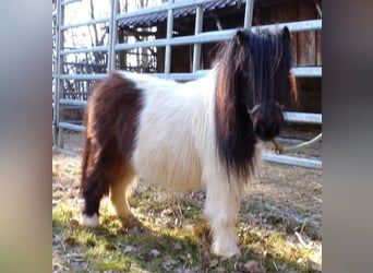 Mini Kuc Szetlandzki, Klacz, 6 lat, 74 cm, Srokata