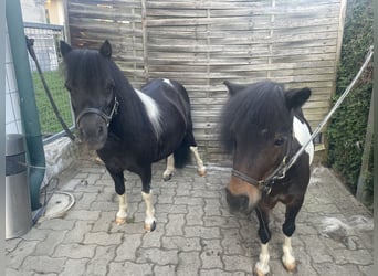 Mini Kuc Szetlandzki, Klacz, 6 lat