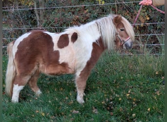 Mini Kuc Szetlandzki, Klacz, 8 lat