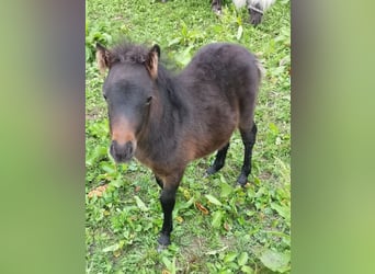 Mini Kuc Szetlandzki, Klacz, Źrebak (06/2023), Skarogniada