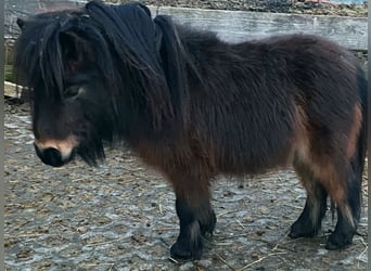 Mini Kuc Szetlandzki, Ogier, 3 lat, 79 cm, Gniada