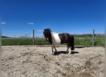 Mini Kuc Szetlandzki, Ogier, 8 lat, 85 cm