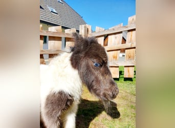 Mini Kuc Szetlandzki, Ogier, Źrebak (04/2026), Karosiwa